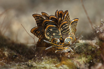 Nudibranch Cyerce sp. Underwater macro photography from Romblon, Philippines