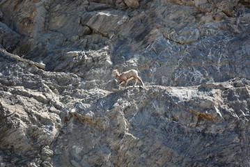 lone mountain goat