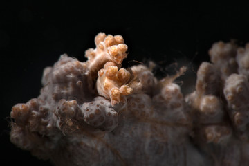 Nudibranch Tritonia sp. Underwater macro photography from Romblon, Philippines