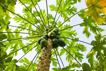 Papaya tree