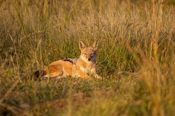 Black backed jackal lying on green grass