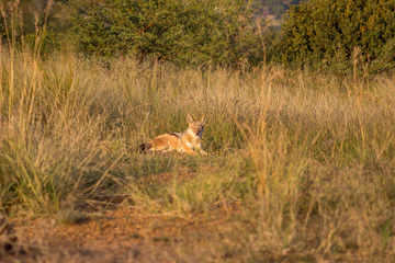 black backed jackal lying on green grass