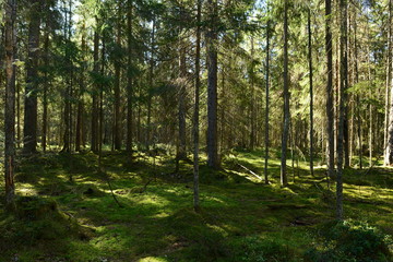 Fototapeta na wymiar Wilderness dense coniferous forest in the thickets of blueberry in the morning sun