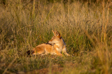black backed jackal lying on green grass
