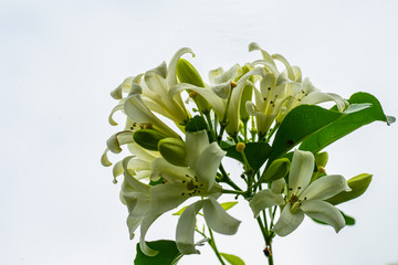 the white fragrance flower named orange jasmine on the white background