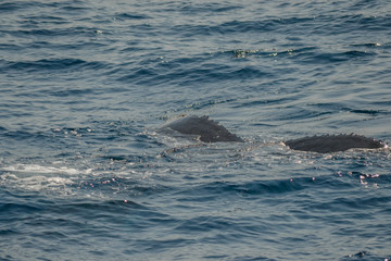 Fototapeta premium beautiful close up photo shooting of humpback whales in Australia