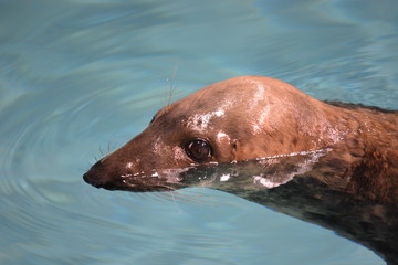 Fototapeta premium seal in water, shy seal