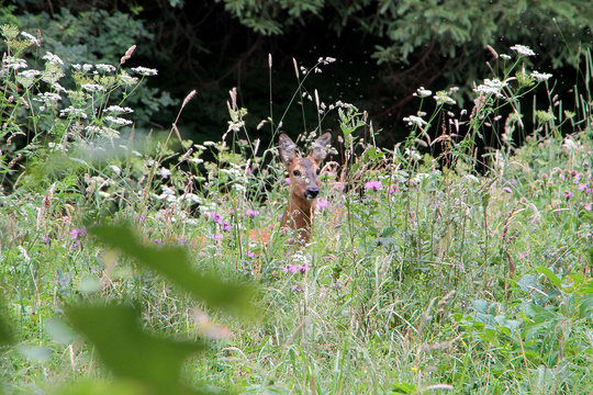Roe deer, Deer, Game, Wild animal, Thuringia, Germany, Europe