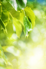 Summer background with green leaves in sunlight