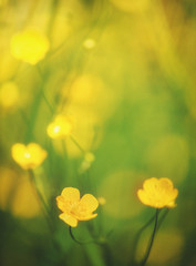 Abstract beautiful spring and summer background with yellow flower