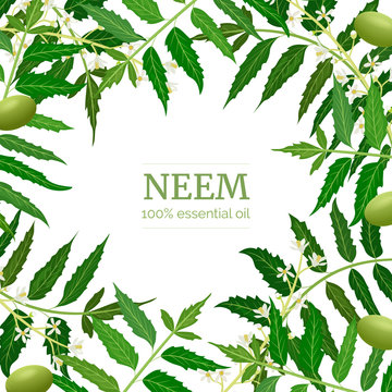 Neem leaf branch boxing frame, flowers and pods. Ayurveda Herb template.