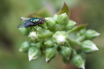 fly on a flower