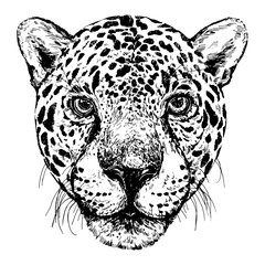 Hand drawn sketch style portrait of leopard isolated on white background. Vector illustration.