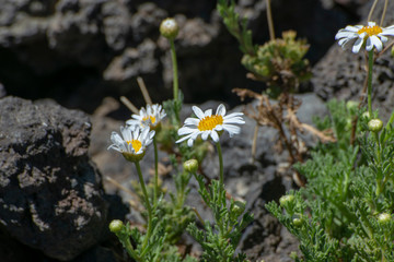 mountain flowers.  c landscape