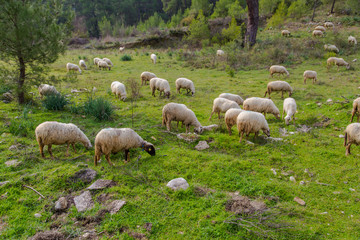 Herd of sheep grazing in green meadow