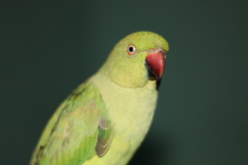 parrot on white background