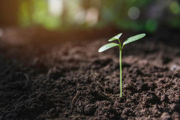 Seedling and plant growing in soil and copy space for insert text