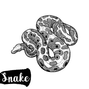 Hand drawn sketch style python isolated on white background. Vector illustration.