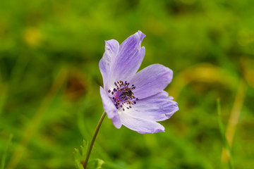 anemone flower from above