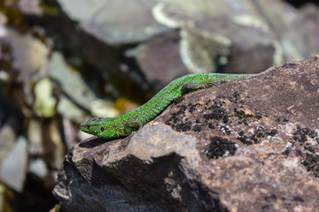 The green reptile runs over the rocks in search of a cool place