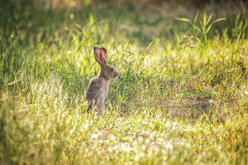 Wild Rabbit in the park looking for food