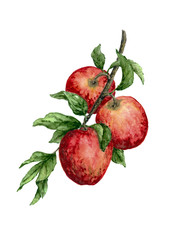 Apple branch watercolor painting on white background.