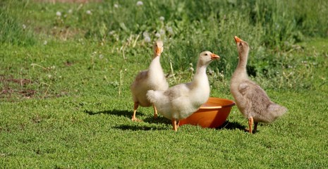  geese