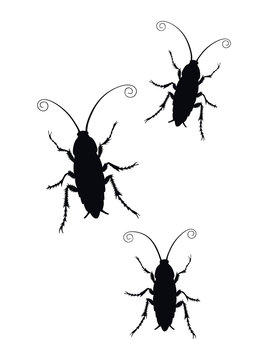Set of Cockroach silhouette icon isolated on white background.  Illustration of insect symbol, beauty