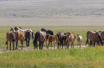 Naklejka na ściany i meble Wild Horses in the Utah Desert in Spring