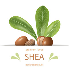 Ripe shea nuts and leaves label. shi tree pods whole and cracked. Vitellaria paradoxa. Premium foods.