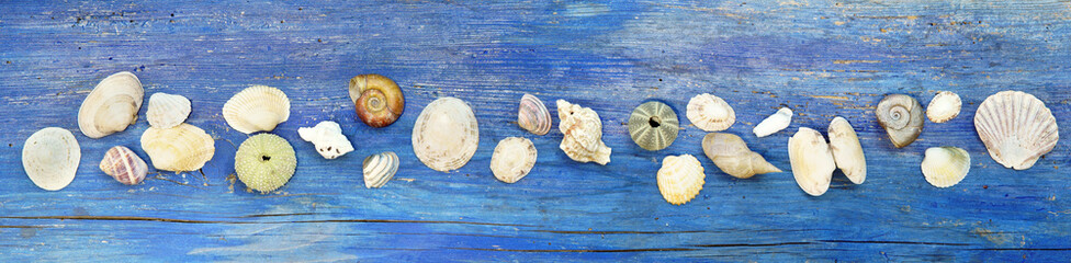  shells on old shabby wooden board, header