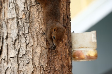 Squirrel living on the tree in the city he is happy life.