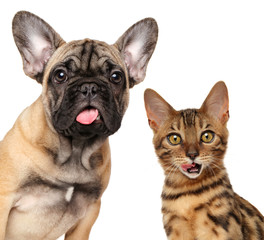 Portrait of licking cats and dogs