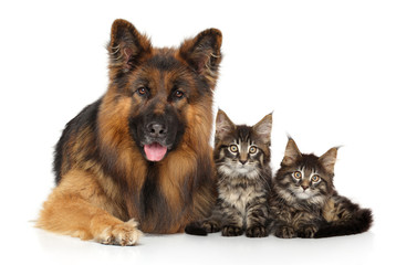 Portrait of a dog and kittens on white