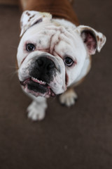 english bulldog