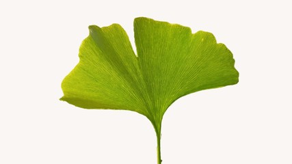 Ginko biloba tree leaf