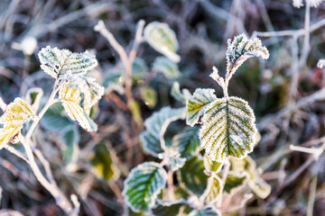Macro closeup of frost ice crystals on green leaves plant in morning snow, sunlight showing detail and texture