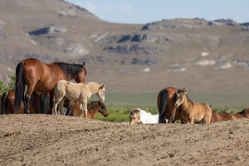 Wild Horses in the Utah Desert in Spring