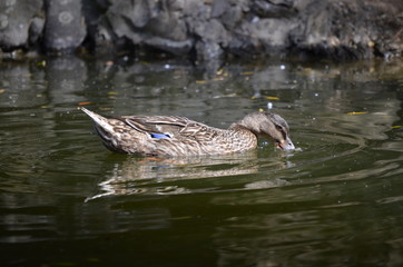 Close-up portrait of a mallard duck