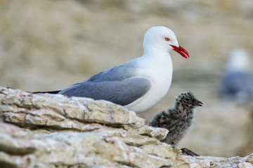 Red-billed gull with small chick