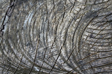 Fototapeta premium Holzhintergrund