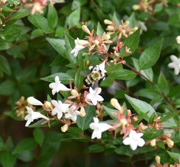 bees