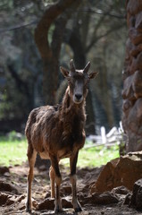 Close up with moufflon female, wintertime