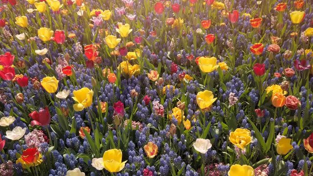 Multicolor spring flowers - muscari and tulips, 4k	
