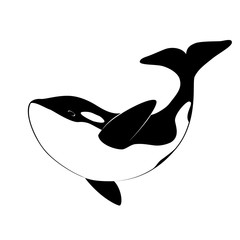 Isolated black silhouette of orca whale on white background. Killer whale. Sea animal. © olkita