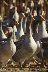 Obraz premium Gruppe von Graugänsen (lt. Anser anser)