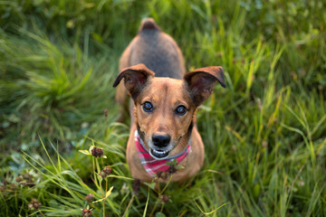 Portrait of a Terrier Dachshund Mix