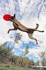 Doggys playing, enjoying and having fun.