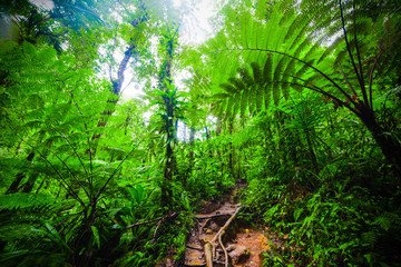 Green plants and dirt path in Basse Terre jungle in Guadeloupe