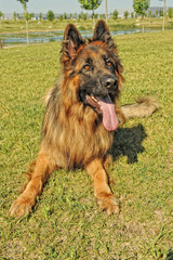 Doggys playing, enjoying and having fun.